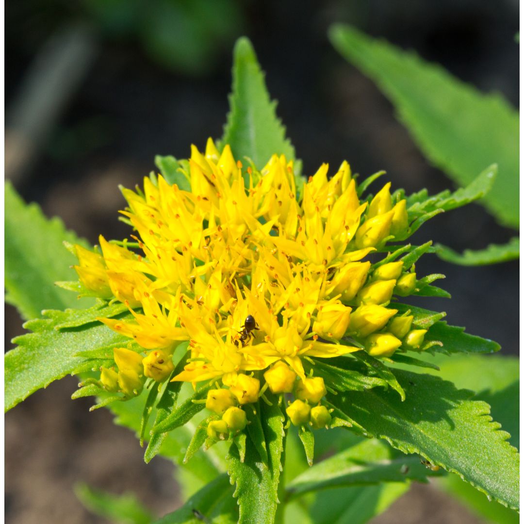 Rhodiola: Mejora el ánimo, combate la fatiga y ayuda a aumentar la energía y reducir la depresión.